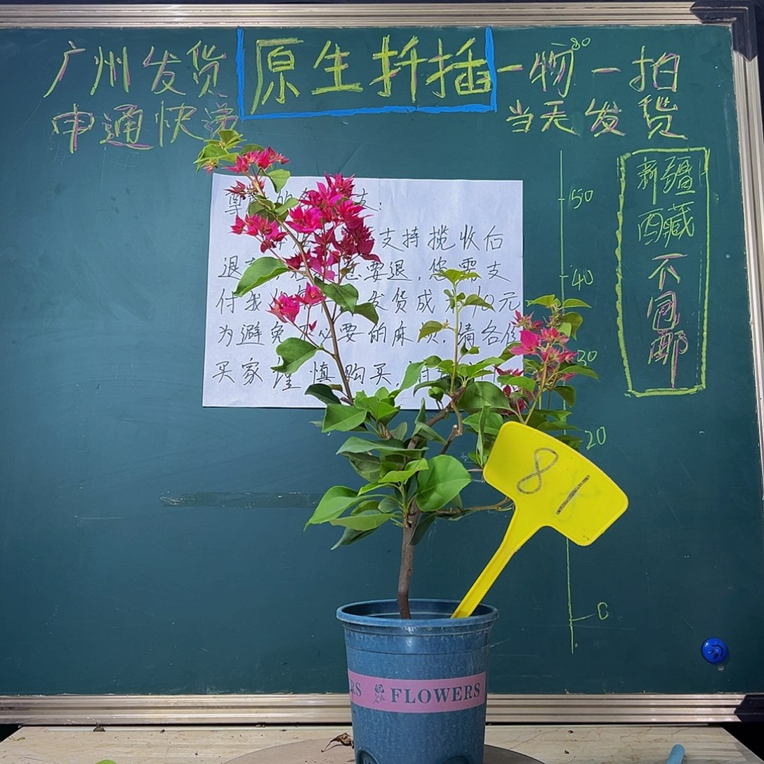当前无花栽培后可以开花  重瓣枣红  81