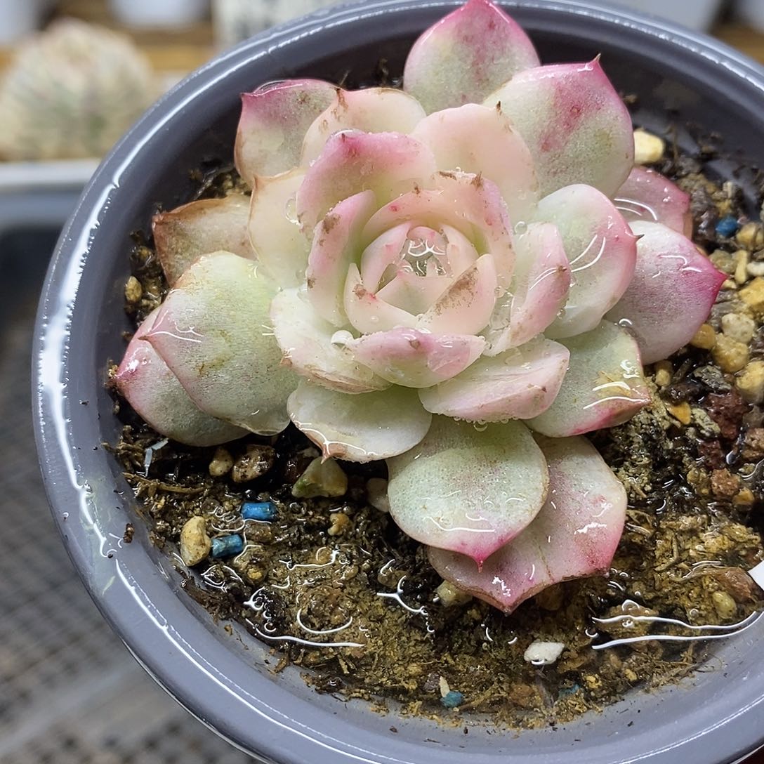 0245 粉水晶覆轮锦 微瑕