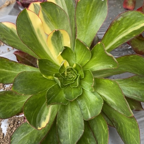 192魅影七彩满25包邮多肉