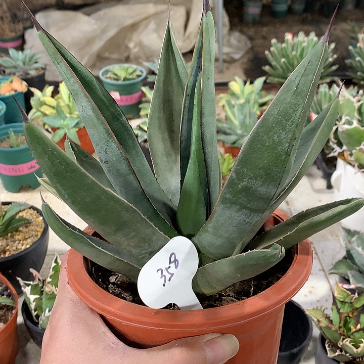 358背刺鲨鱼皮8888888