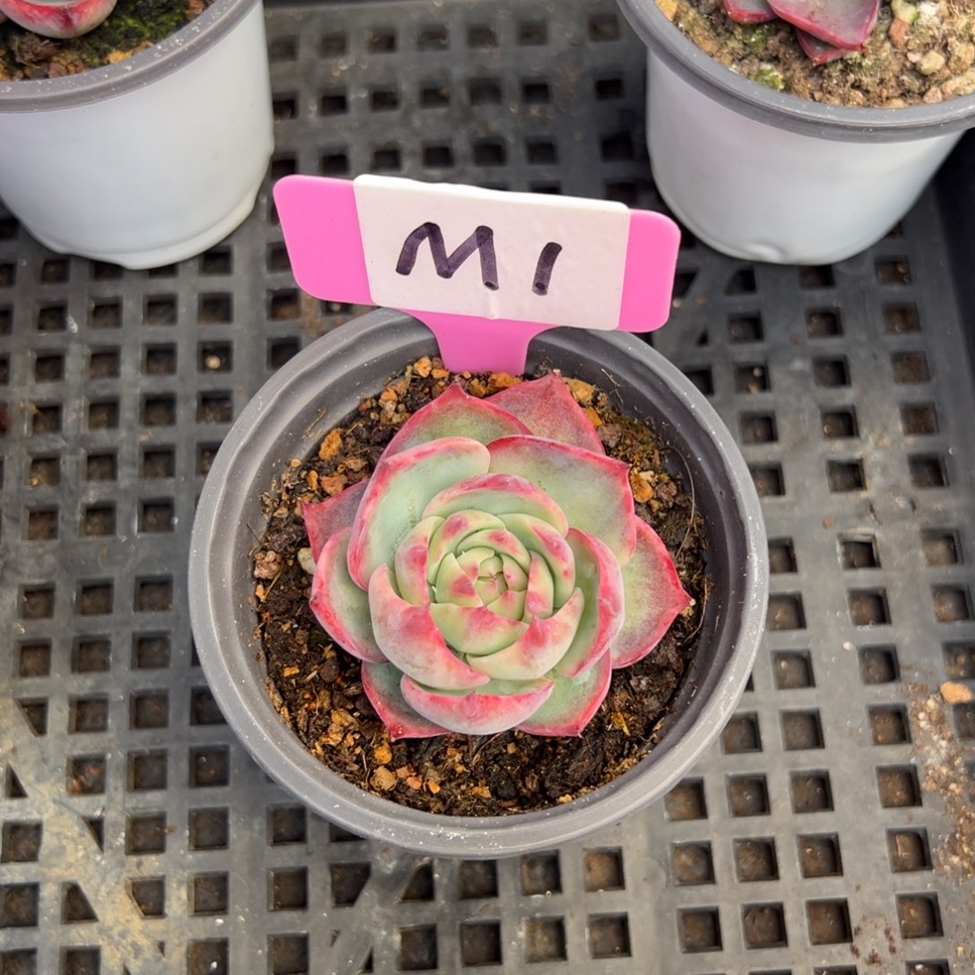 妄*M1惊鸿单头多肉