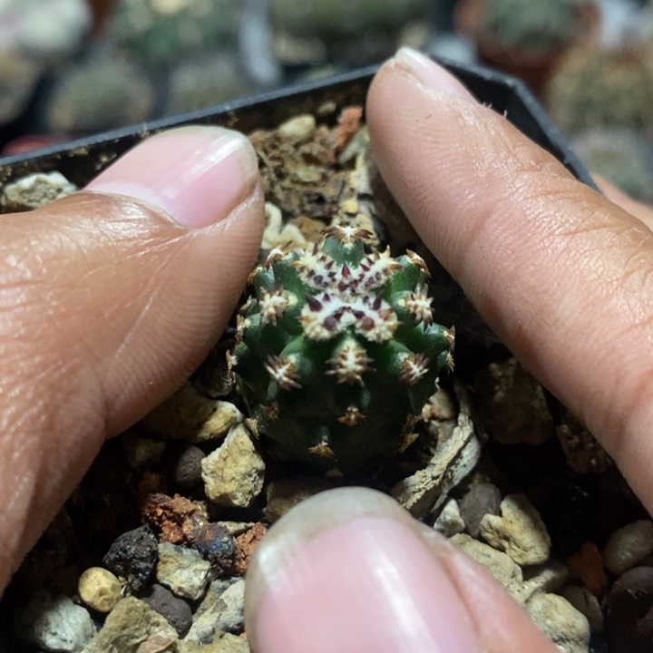 【闪购商品】短豪刺青花虾