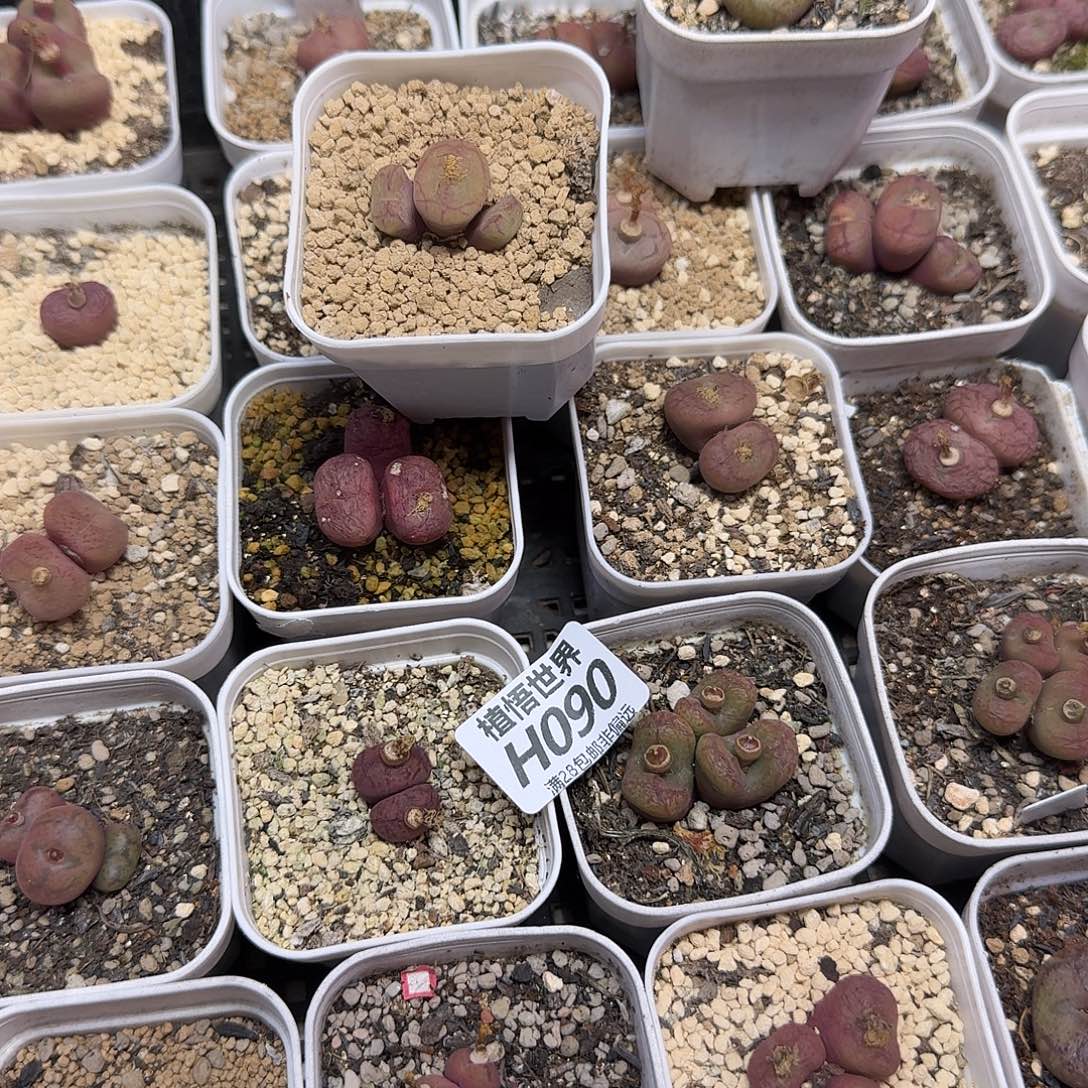 ****️多肉植物多肉植物