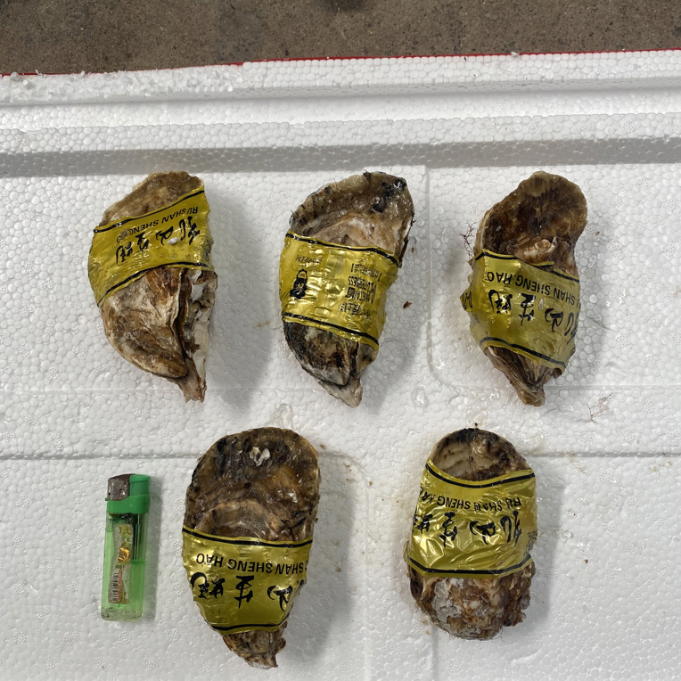 3+鲜活生蚝同城，净重5斤不含冰，吐水率10%