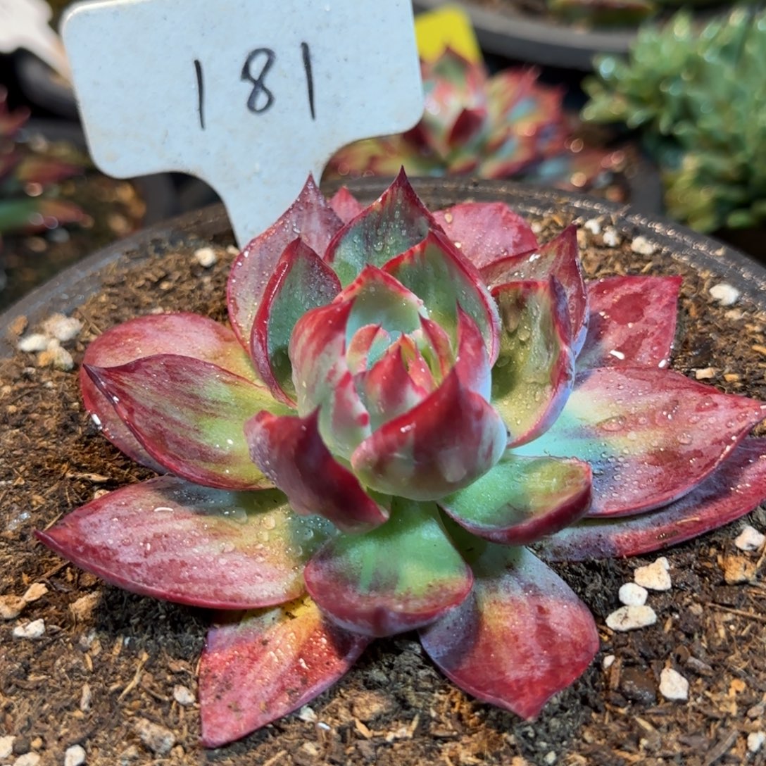 惊鸿一物一拍包装收缩花旱181