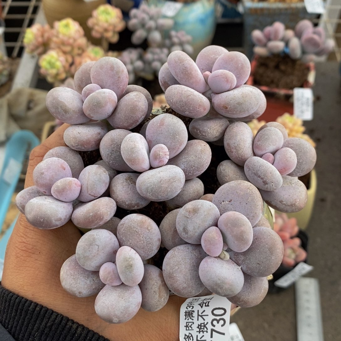 芭比奶酪730/10v m