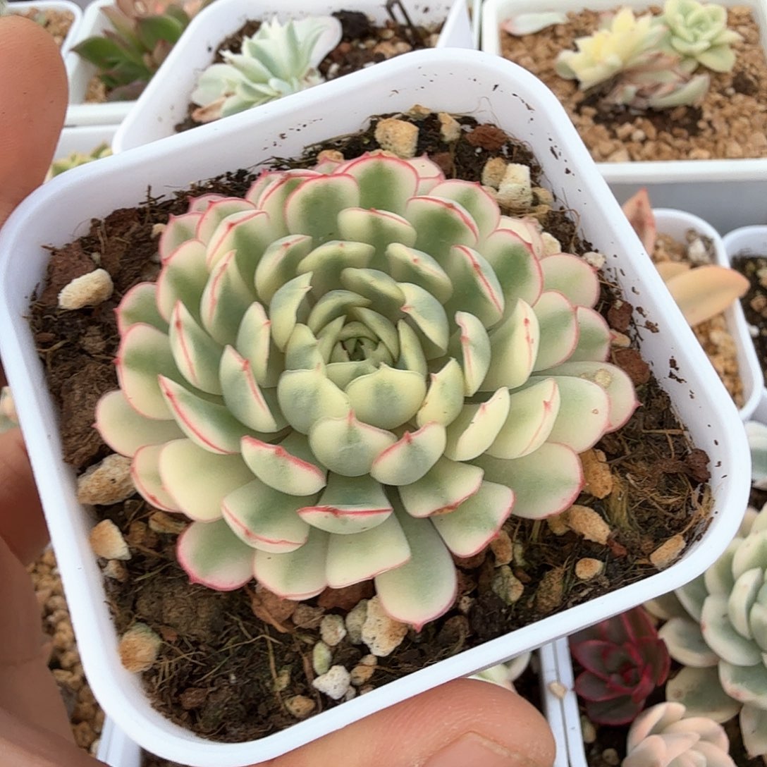 梦幻玫瑰白锦多肉