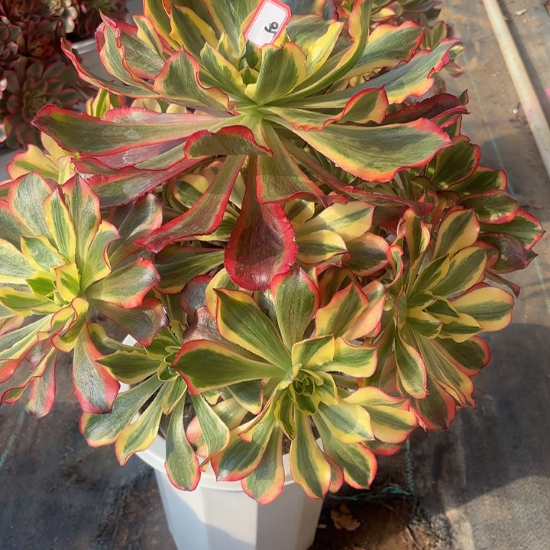 全部花朵@*@50魅影多肉植物