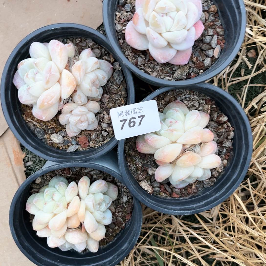 阿雅园艺。       767