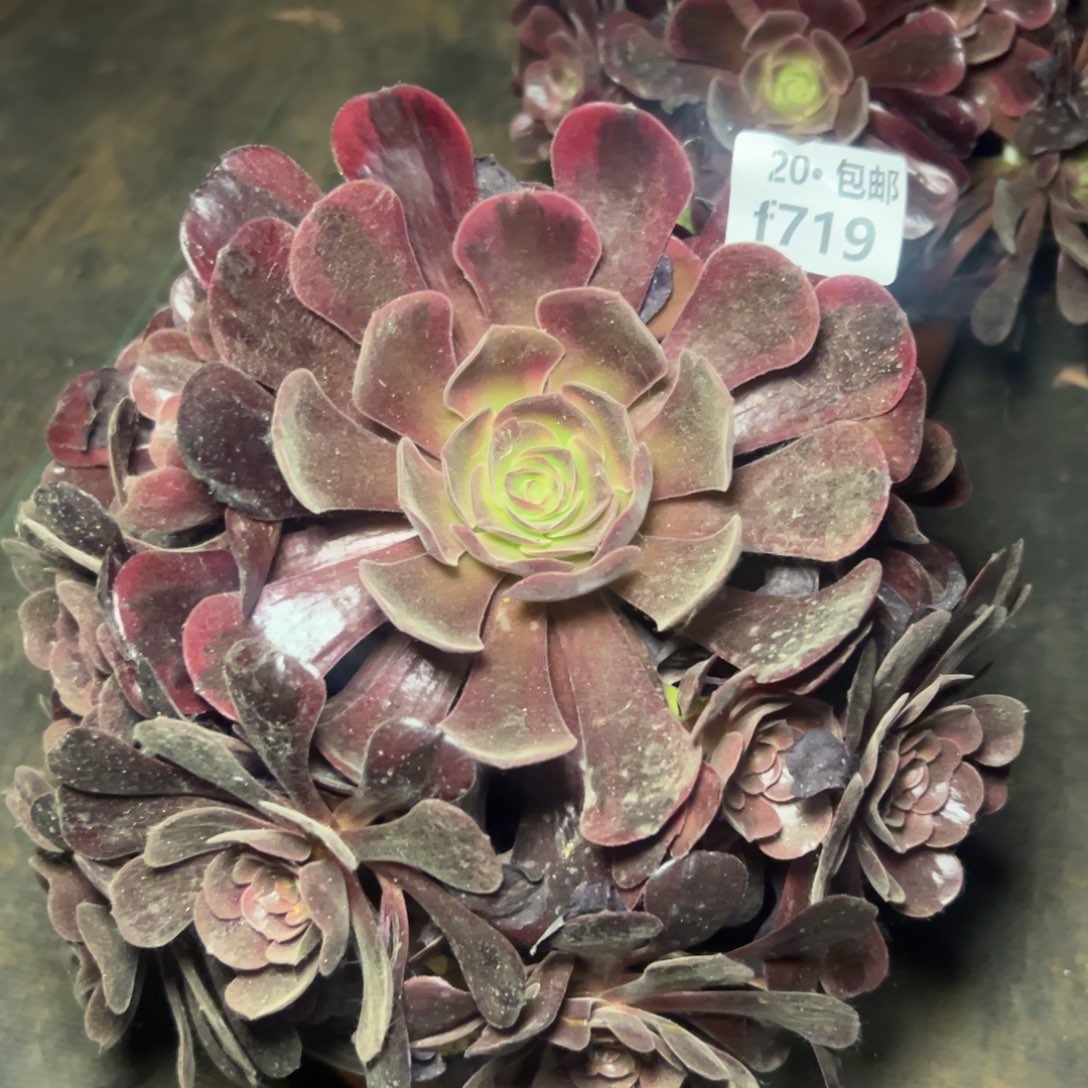 719爱神满20包邮，