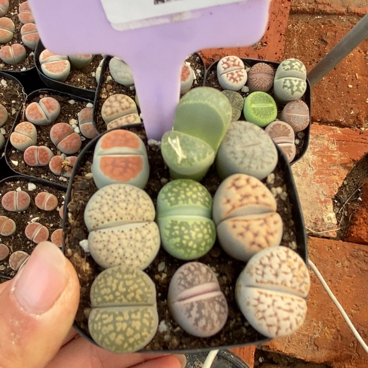 志***建生石花等植物的生长123