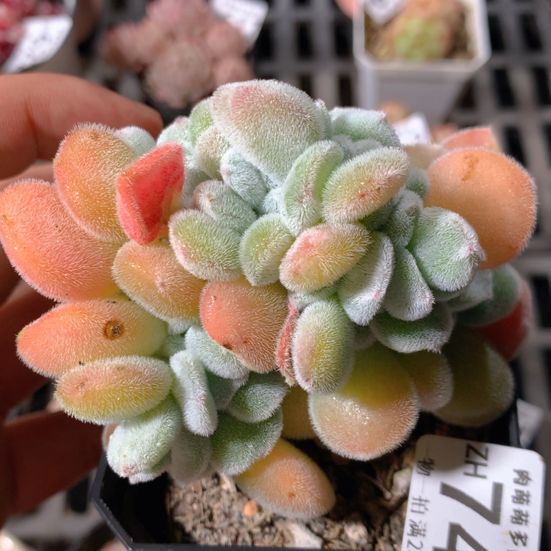 5CM拇指盆精控多肉ZH742