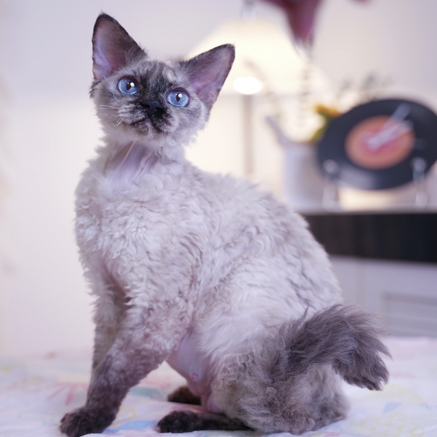 【大福猫舍】德文卷毛猫 猫猫活体链接