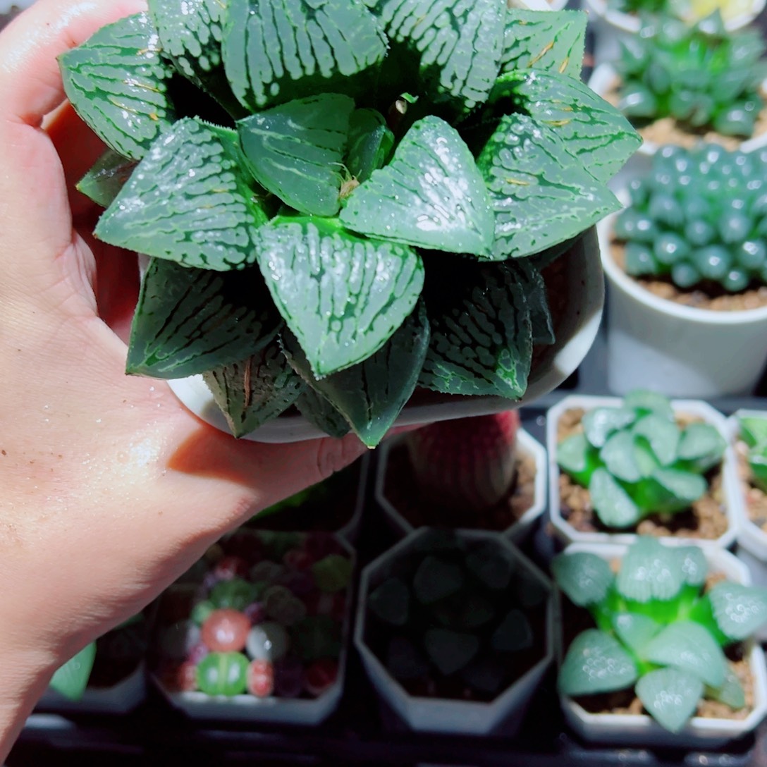 母本马丽丽多肉植物