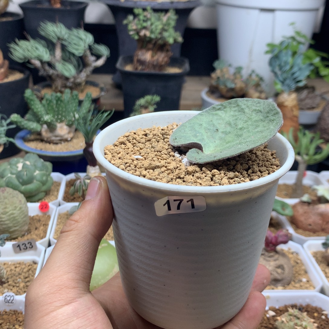 猪耳朵奇峰锦多肉带盆