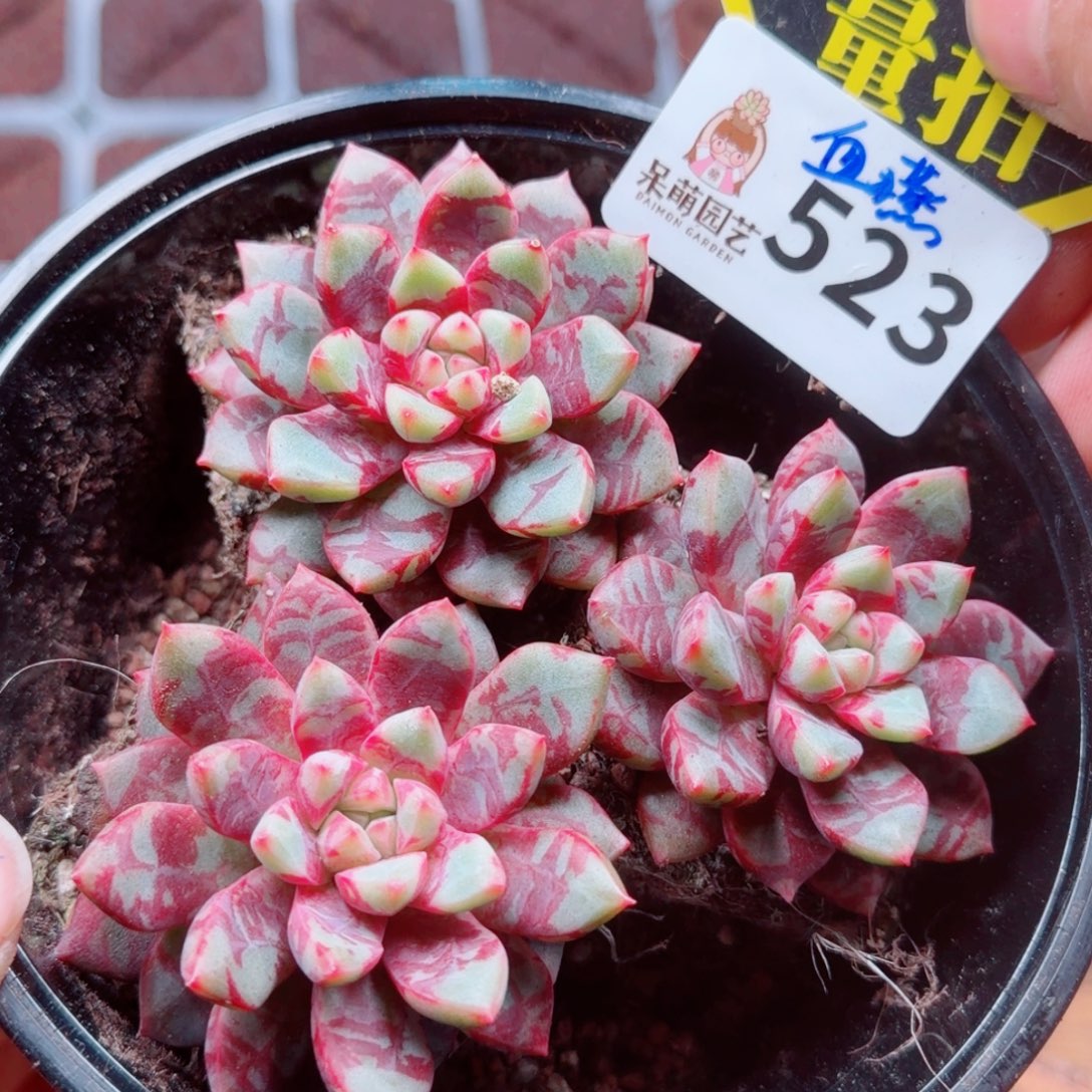 多肉植物多肉植物