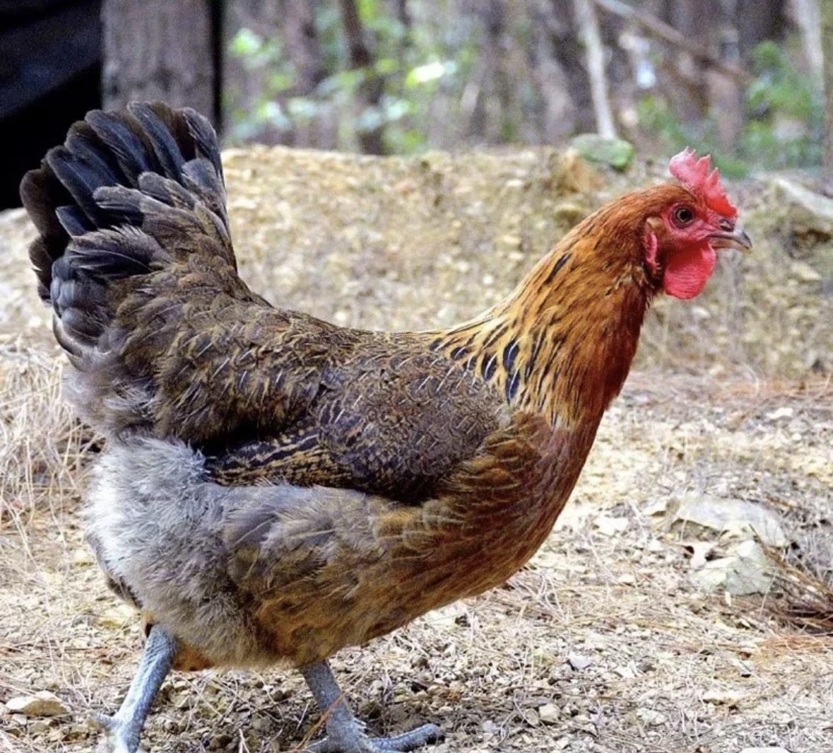 【农家专属】半斤发货土鸡笨鸡美味新鲜肉质鲜美整鸡发货