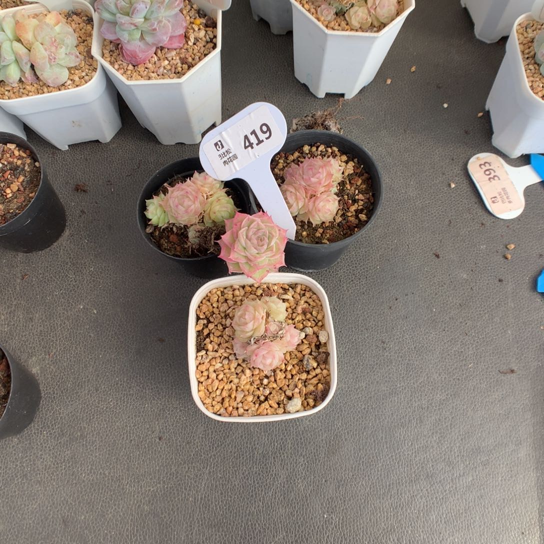 V***i419 潘多拉一组多肉