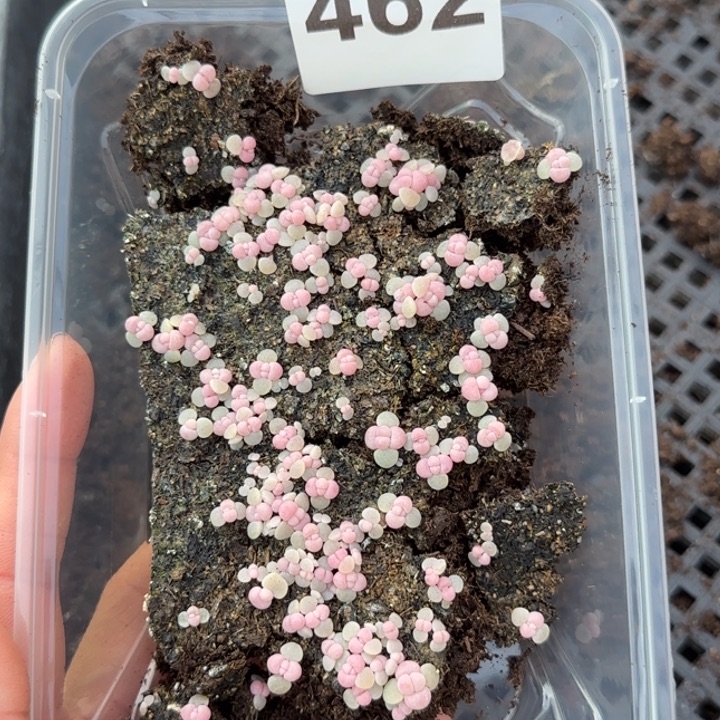 462号彩虹奶酪一盒