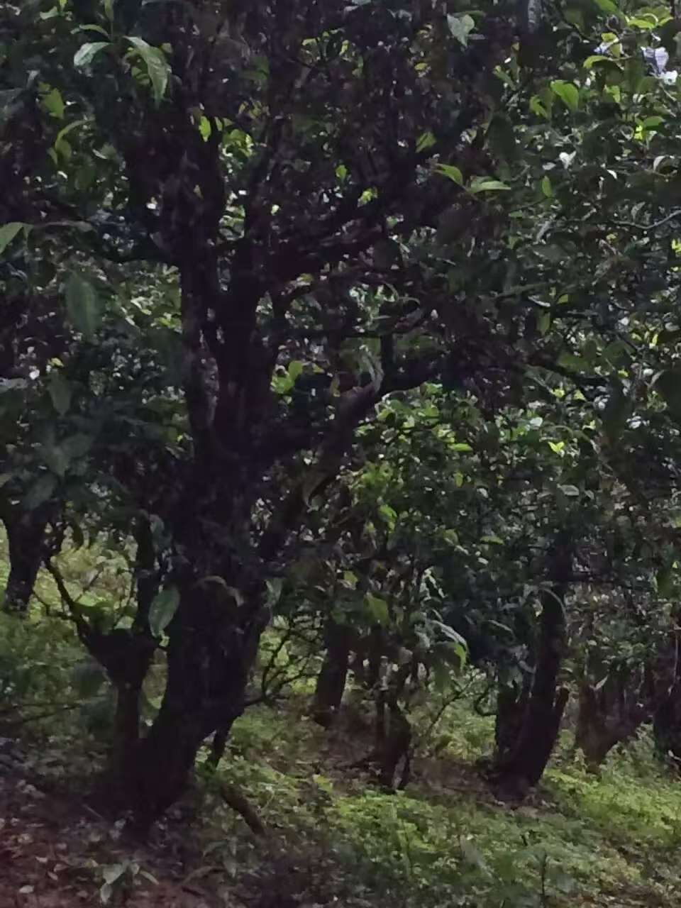 2020年小户赛古树  五年自然干仓 散茶纯料  兰香蜜韵  醇厚甘甜