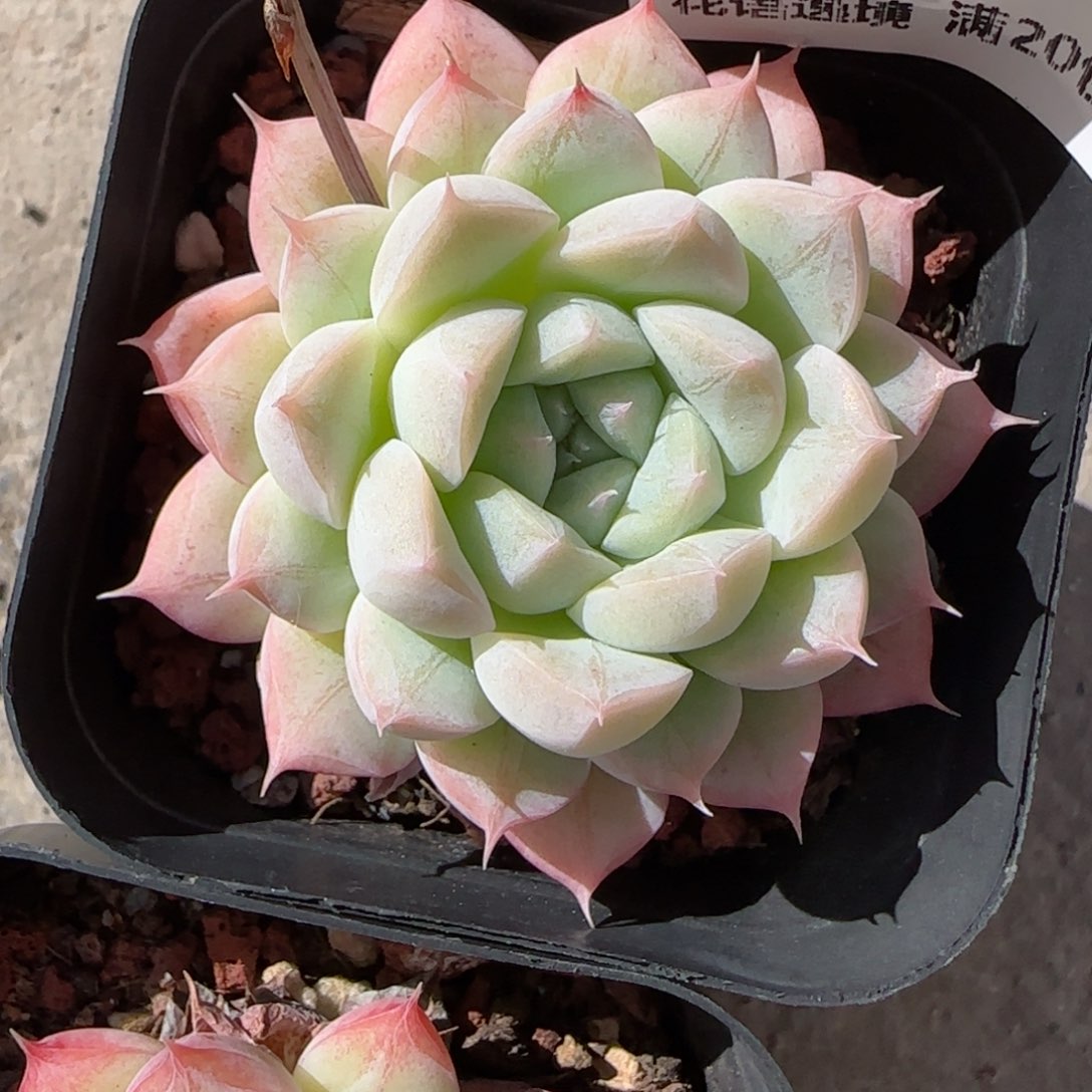 花语逸镜0125-132