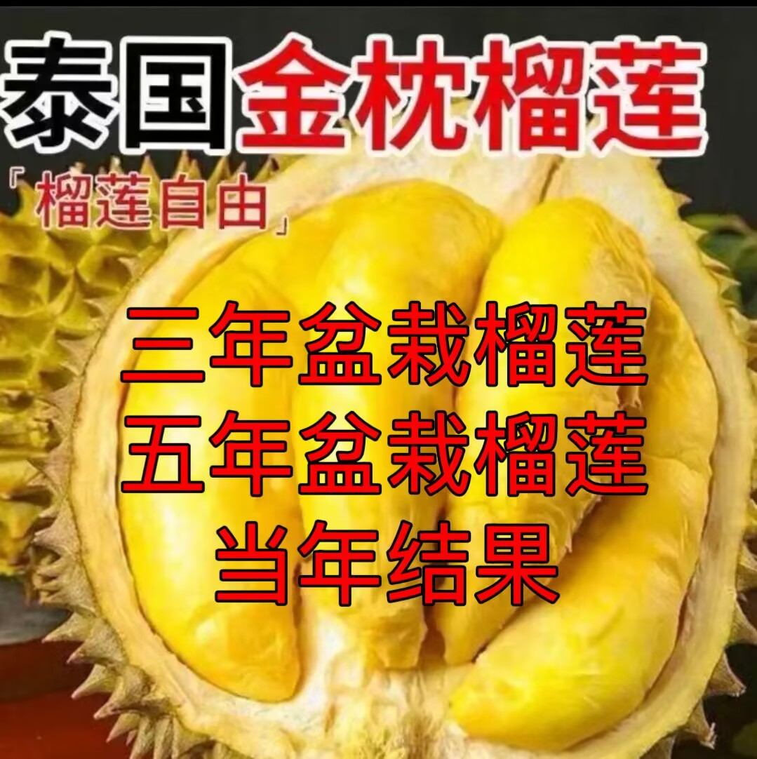 3年盆栽榴莲/5年盆栽榴莲/7年盆栽榴莲到家带枝带叶带土发货