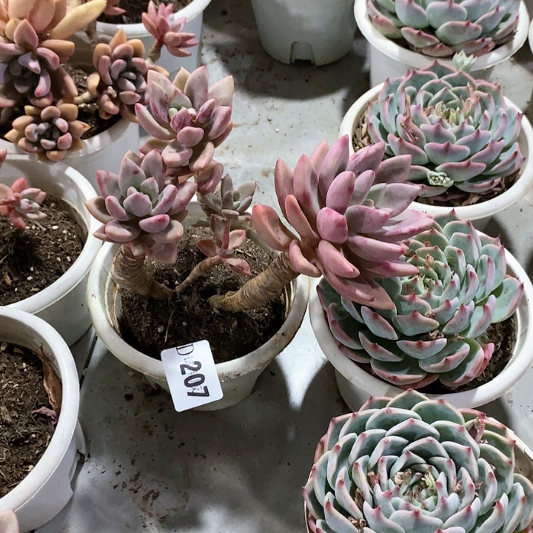 米*多207桃花源多肉植物