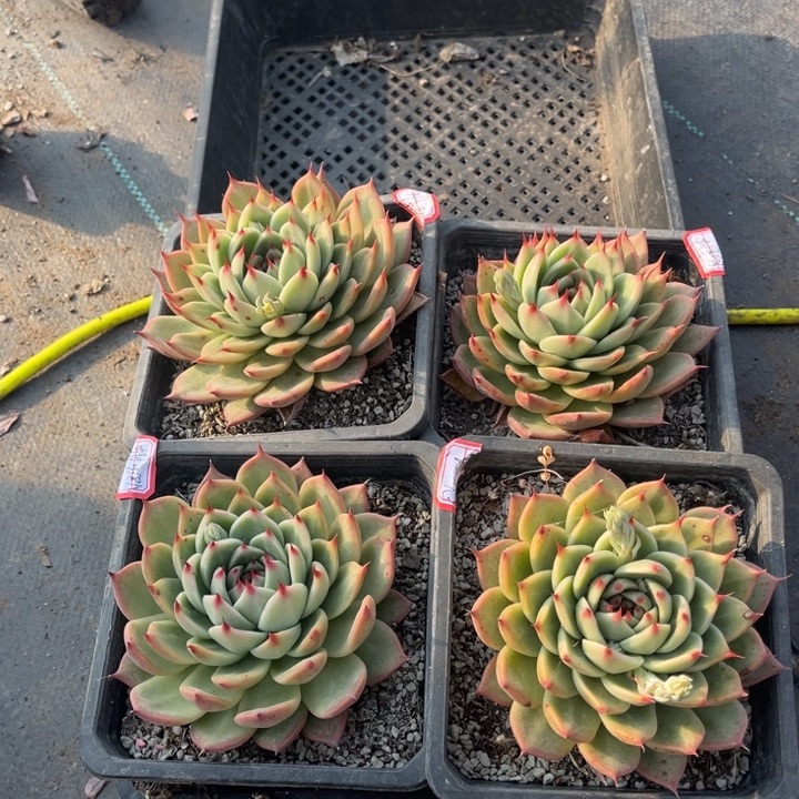 蝈***儿托斯卡4颗单头140盆