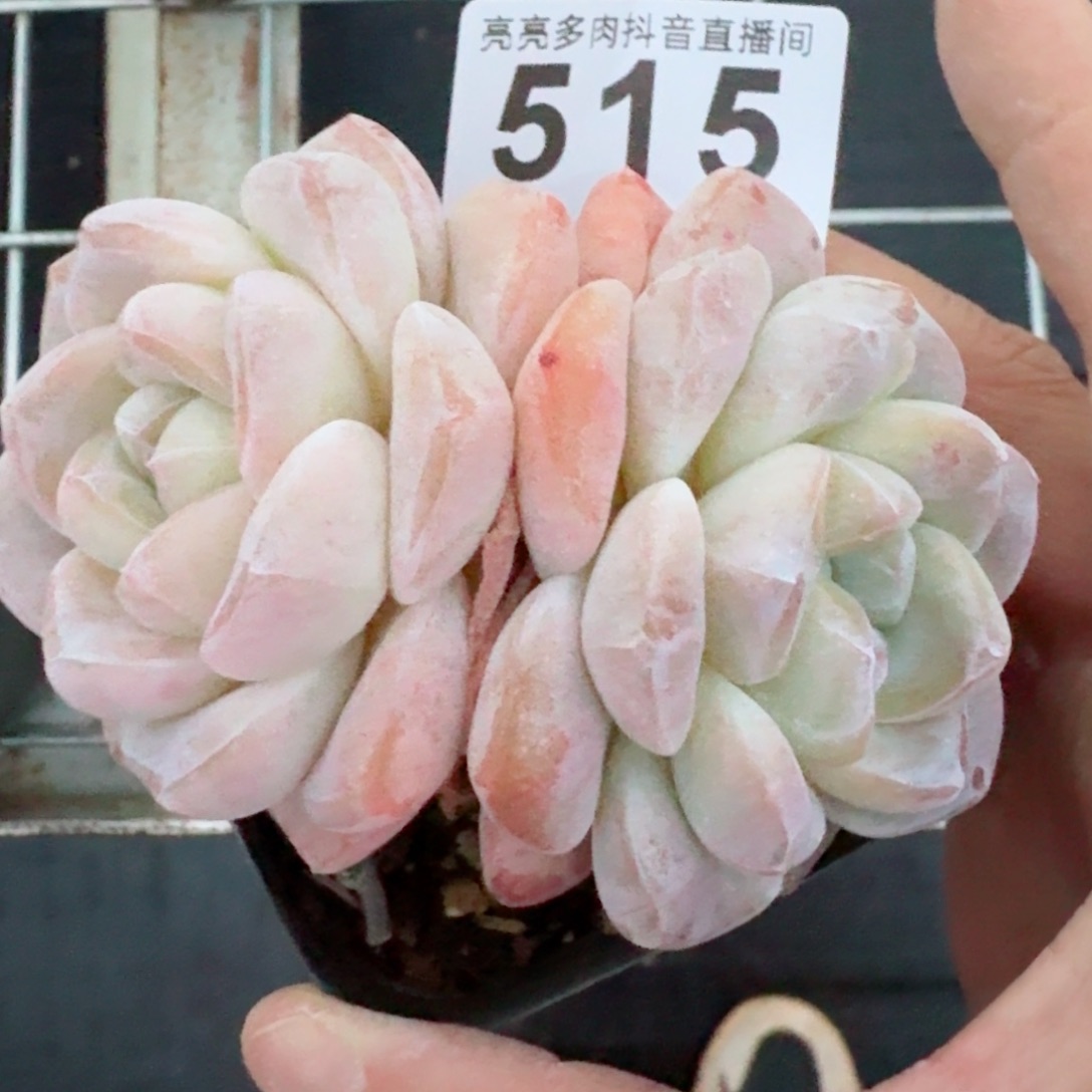 福利         精品多肉