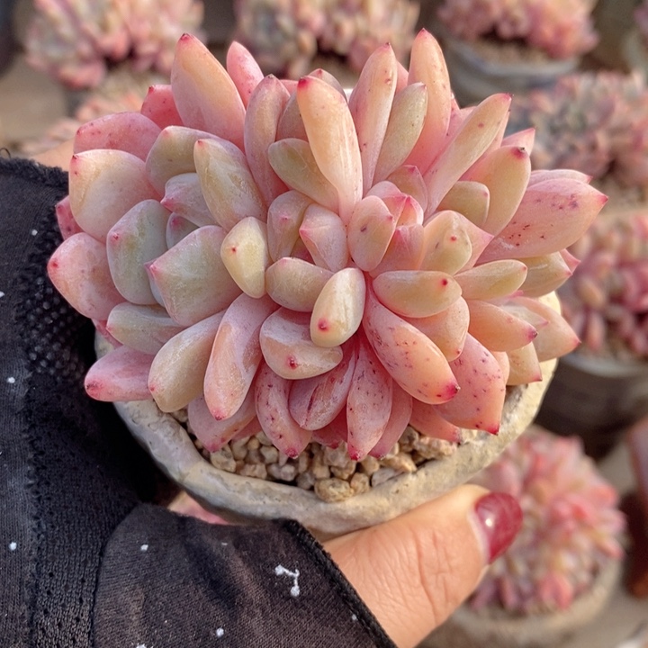 雪天使小树朵朵 h h j p 666