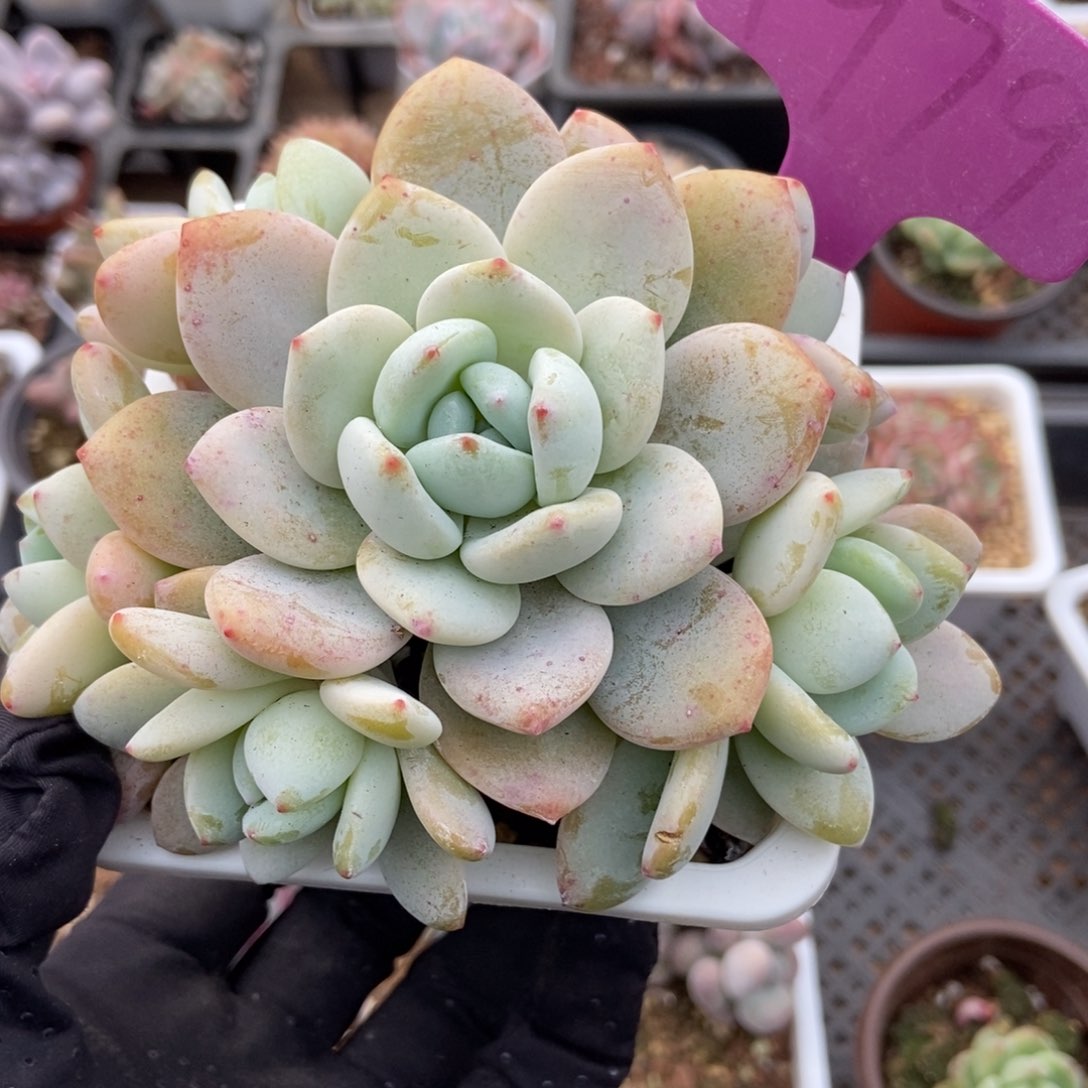 1979冷香多肉植物保护