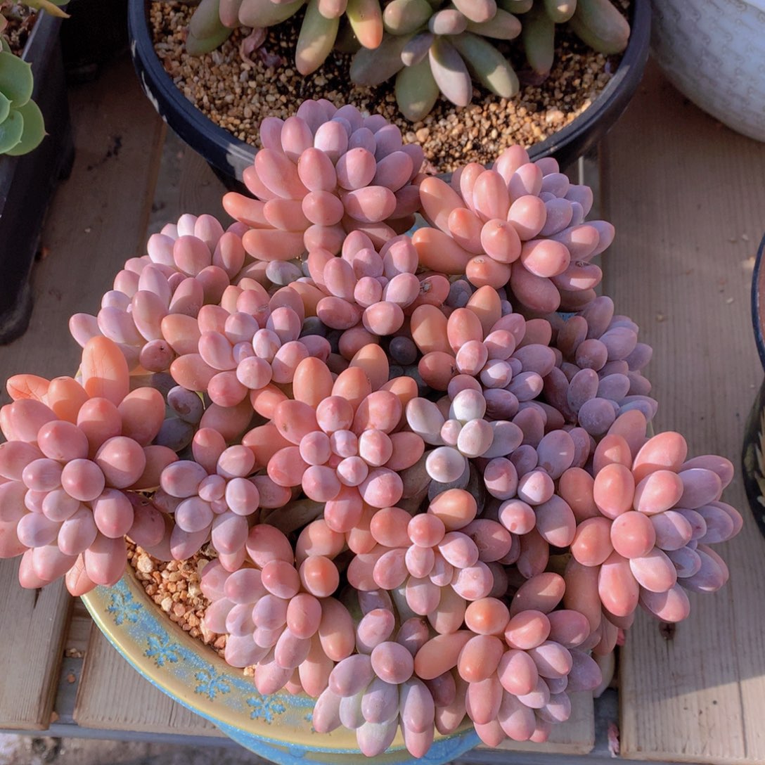 逸园精品多肉植物