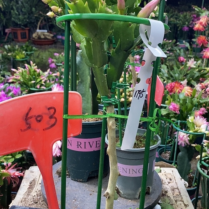 叶仙嫁接1795/503