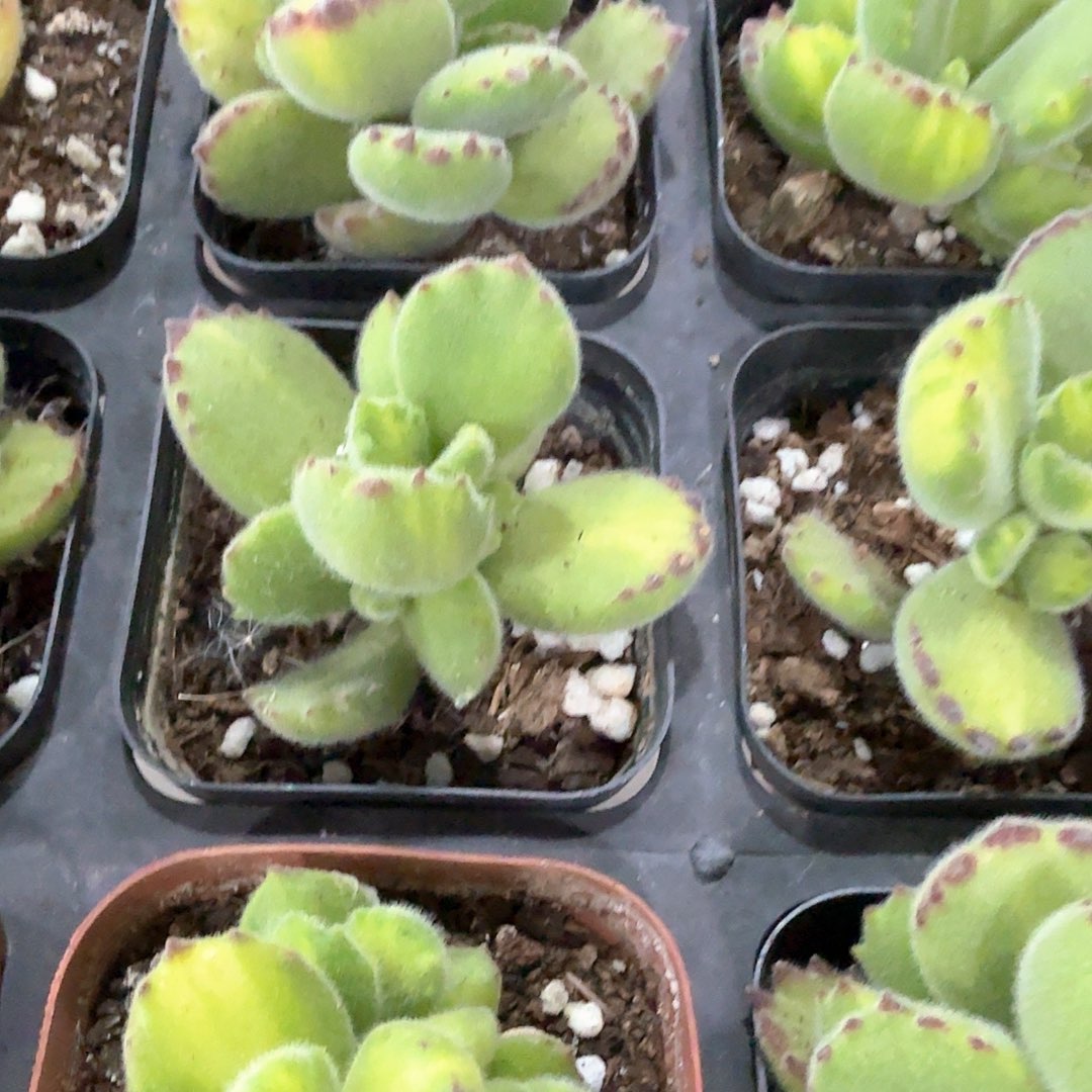 熊童子 黄熊 多肉植物