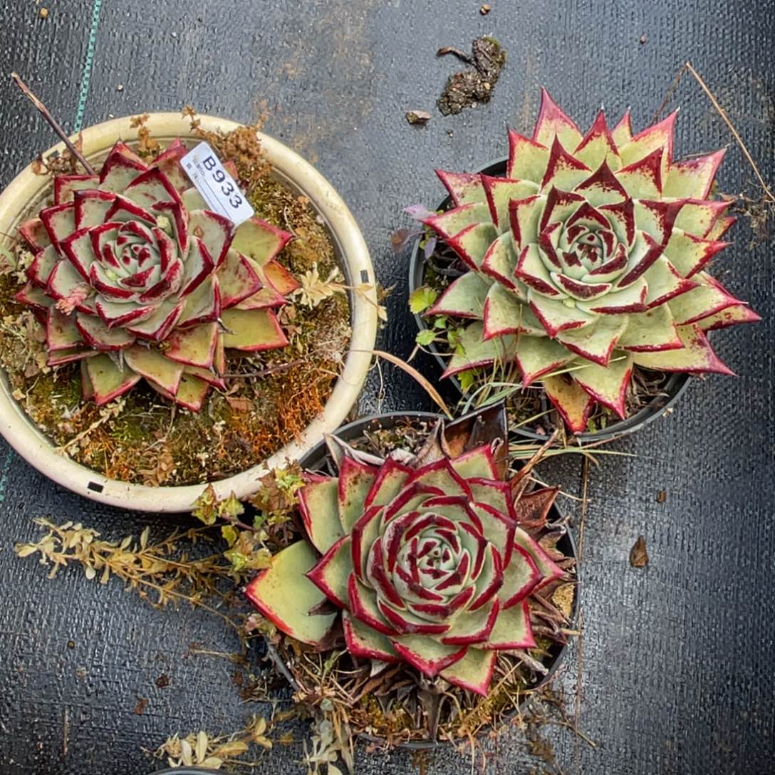 无花朵若如东云组拍B933