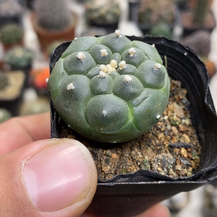 实生龟甲兜特价福利