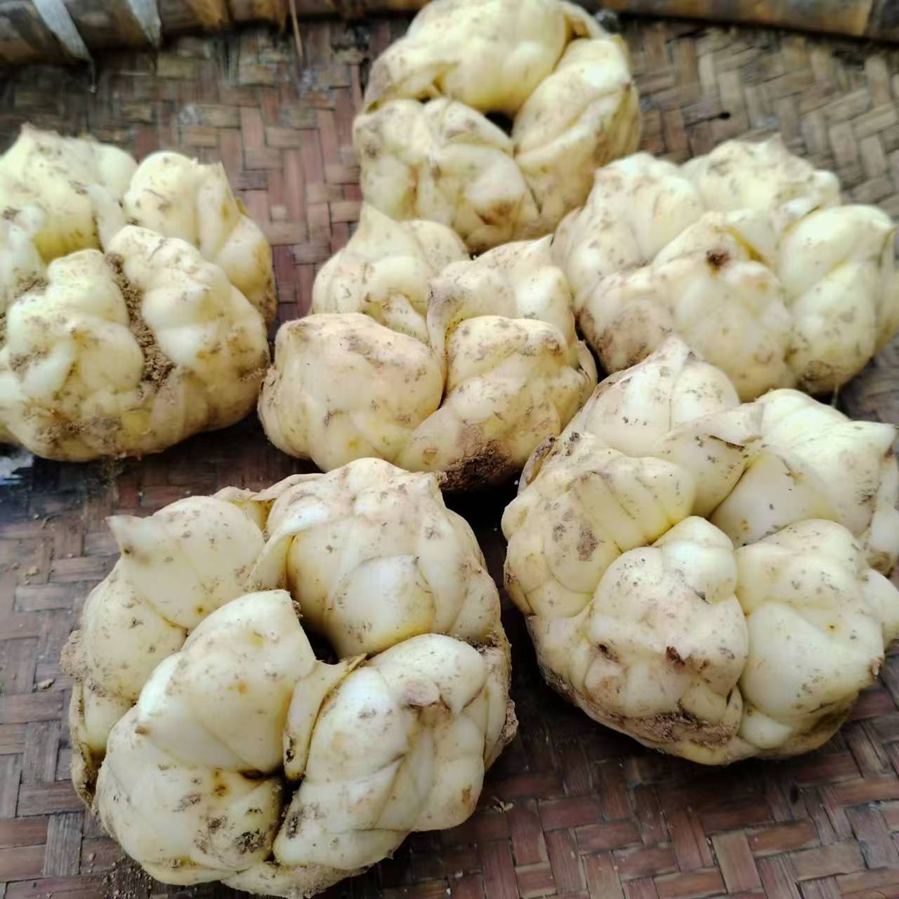 龙山药百合鲜果传统糍补养身25年新鲜上市味微苦粉糯产地直发