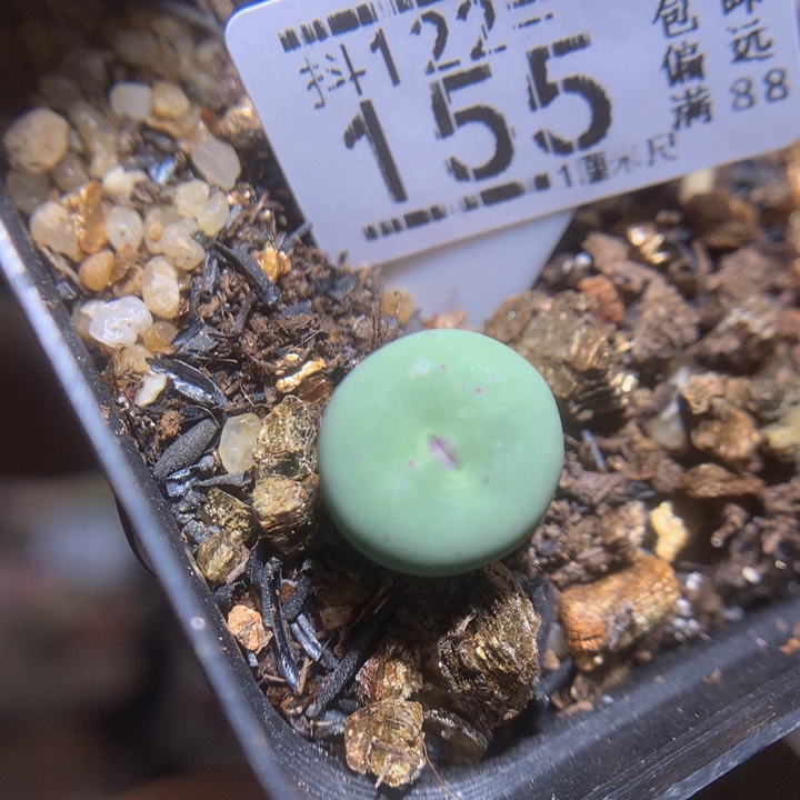 精品生石花122.155小红嘴