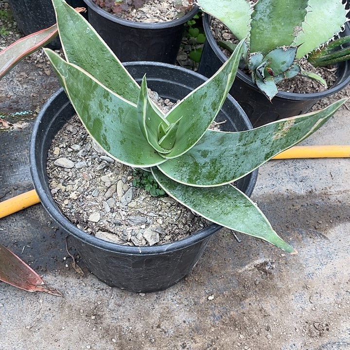@***鲁无花朵龙舌兰绿色植物