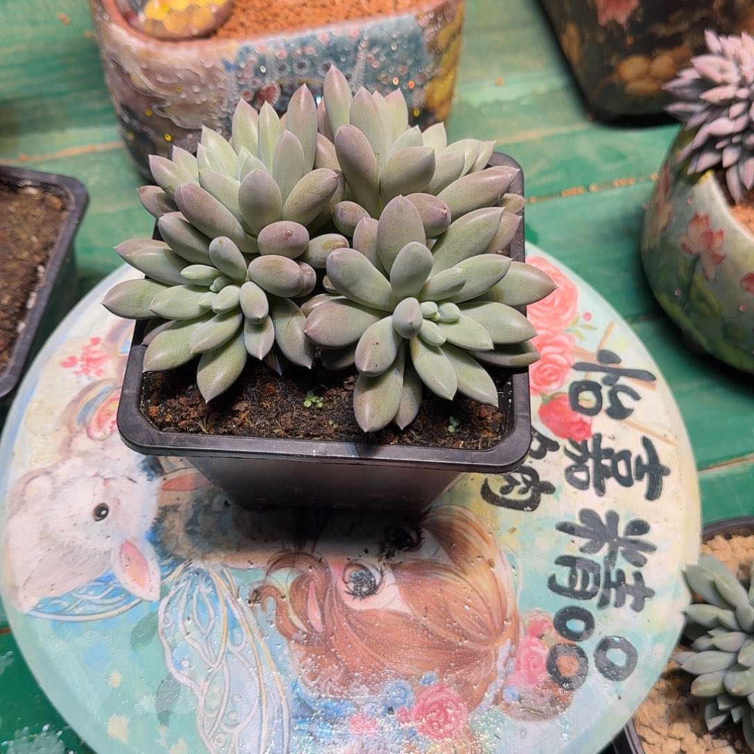 多肉植物多肉植物