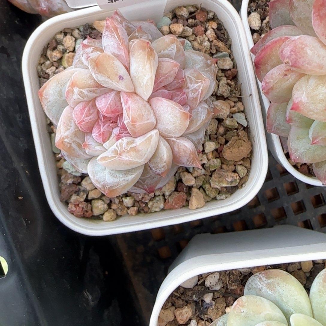 没**恼275东篱下多肉植物盆栽