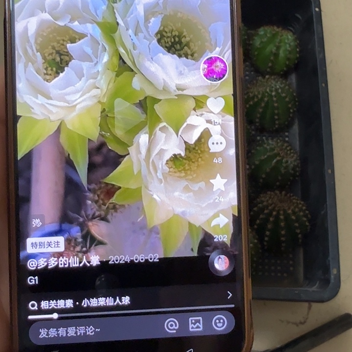 仙人球彩草侧芽歪g1歪歪