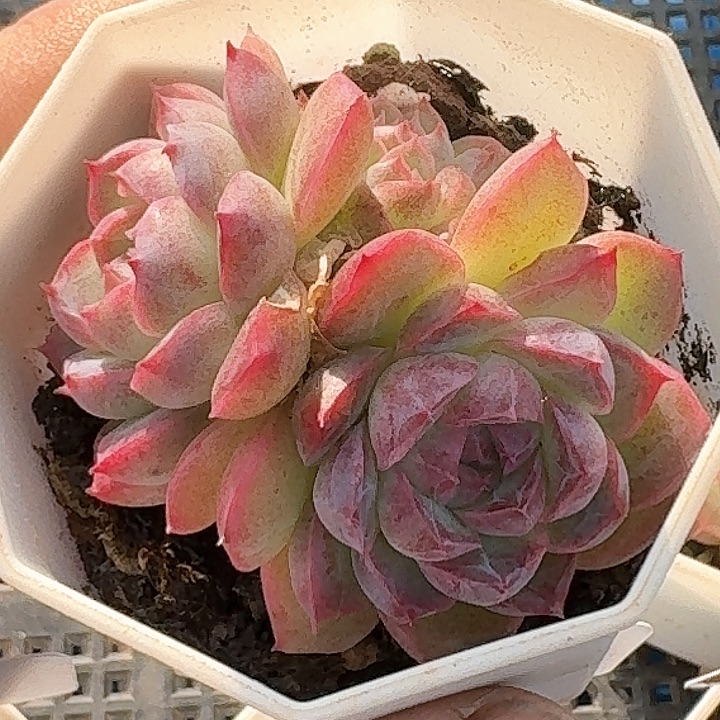 新品发布多肉植物269