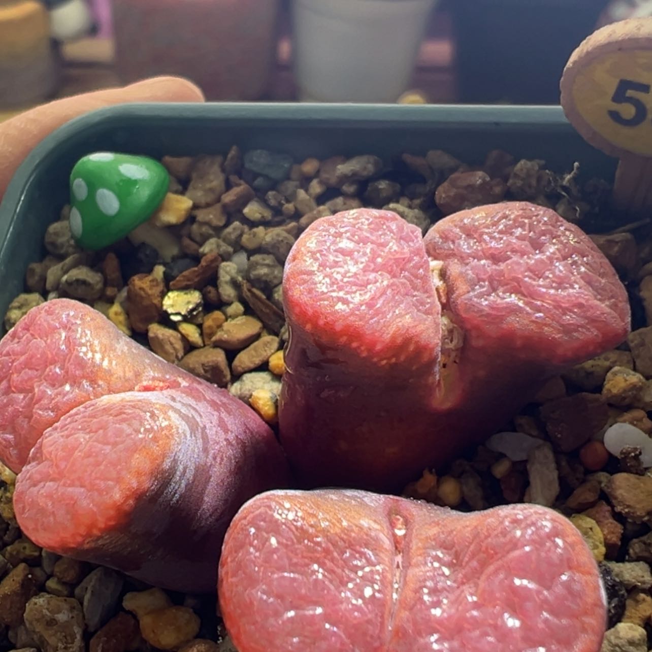 【闪购商品】麒麟 玫红色