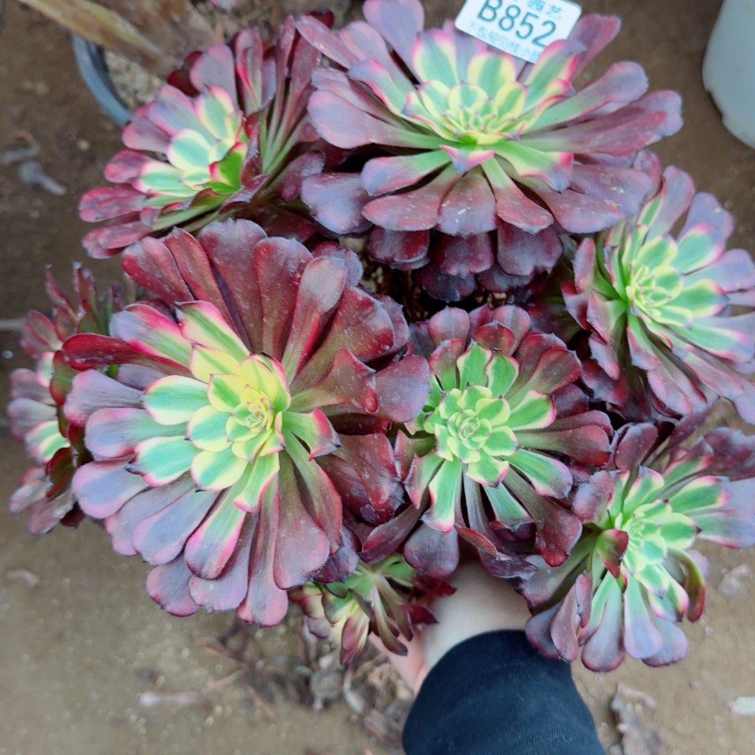 美姬法师多肉植物853号