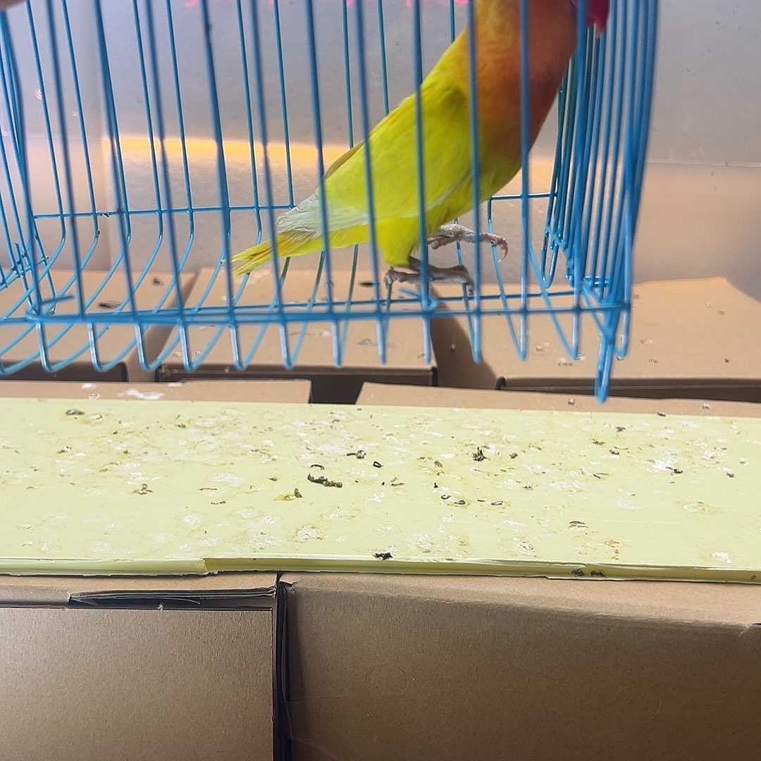 桃脸牡丹鹦鹉牡丹黄金丝