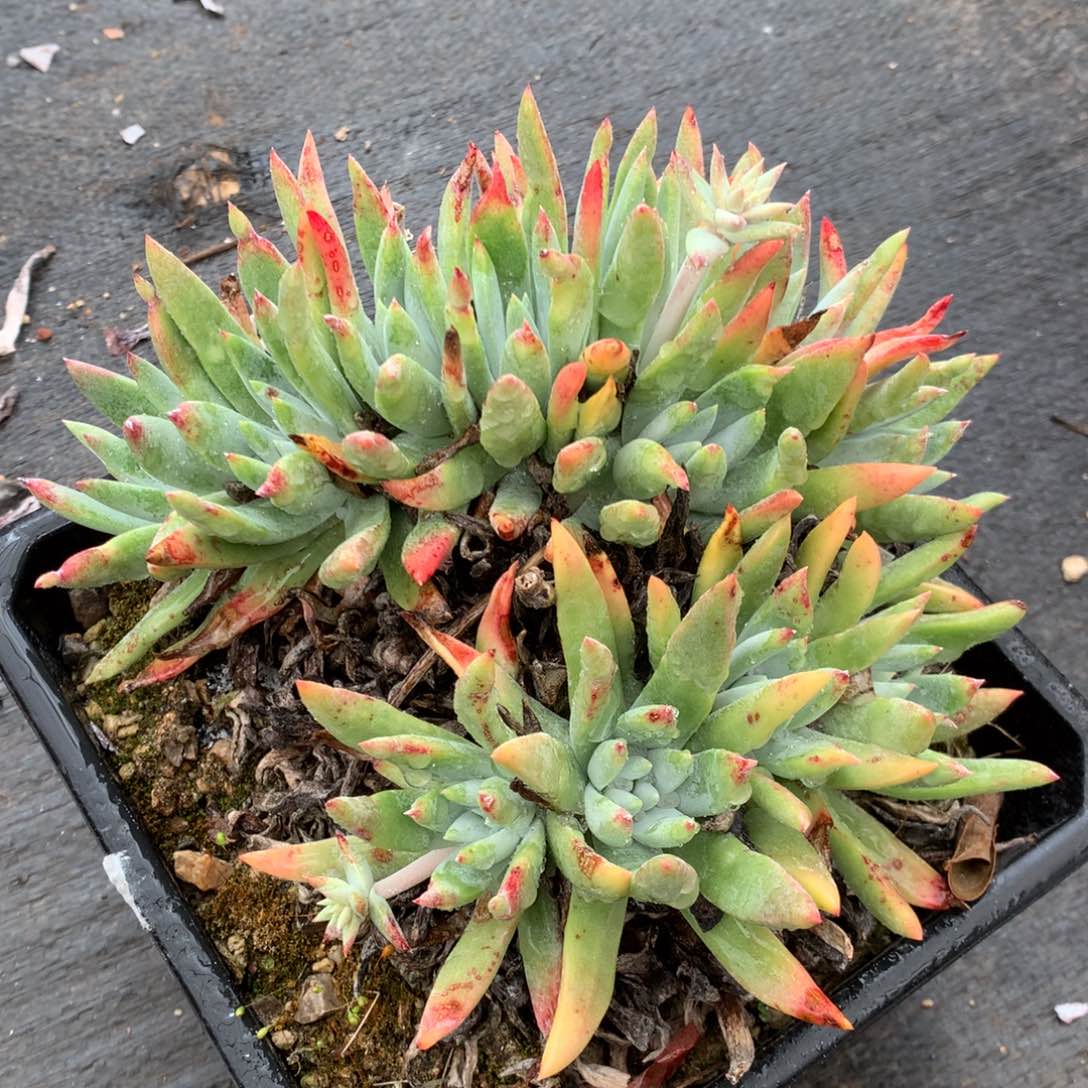 法瑞杂，2月8日发货多肉