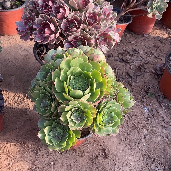 997多肉植物组合，