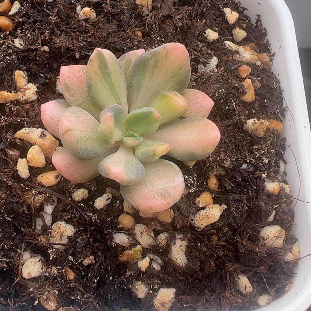 丘比特中斑锦多肉植物