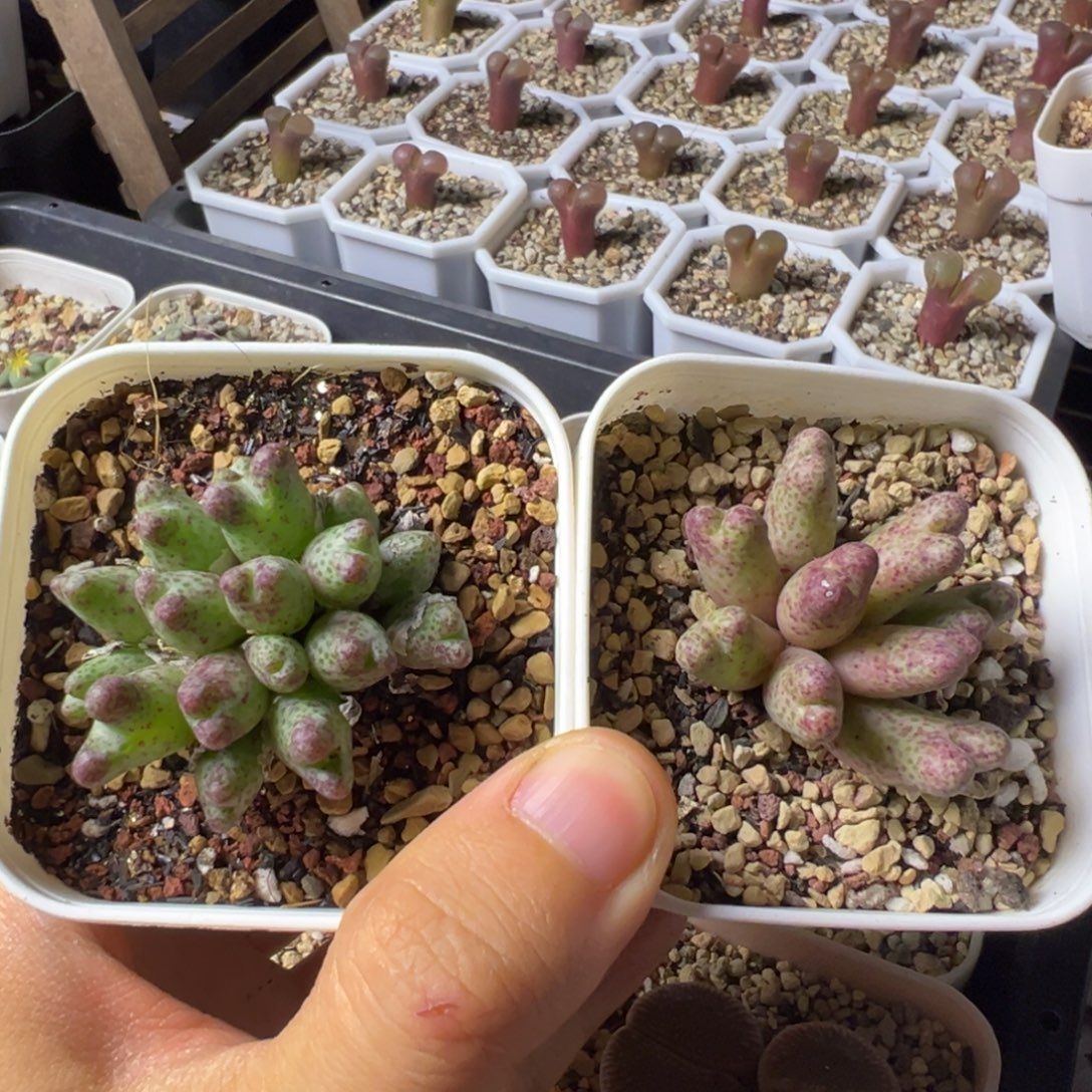 斑马群一物一拍，，